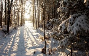 Превью обои лес, снег, зима