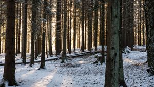 Превью обои лес, солнечные лучи, снег, зима