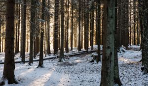 Превью обои лес, солнечные лучи, снег, зима