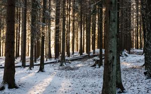 Превью обои лес, солнечные лучи, снег, зима