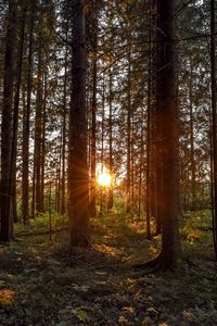 Превью обои лес, солнечный свет, деревья, лучи, закат