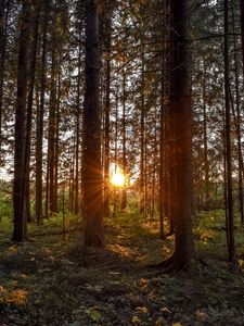 Превью обои лес, солнечный свет, деревья, лучи, закат