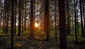Превью обои лес, солнечный свет, деревья, лучи, закат