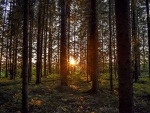 Превью обои лес, солнечный свет, деревья, лучи, закат