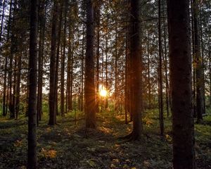 Превью обои лес, солнечный свет, деревья, лучи, закат