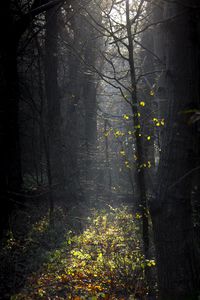 Превью обои лес, солнечный свет, паутина, ветки, листья