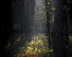 Превью обои лес, солнечный свет, паутина, ветки, листья