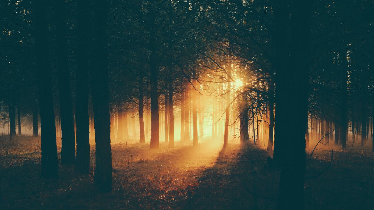 Обои лес, солнечный свет, туман, темный, сумерки