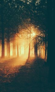 Превью обои лес, солнечный свет, туман, темный, сумерки