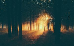 Превью обои лес, солнечный свет, туман, темный, сумерки
