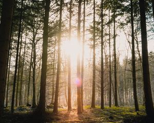 Превью обои лес, солнце, ослепляющий, яркий, блики, лучи, деревья