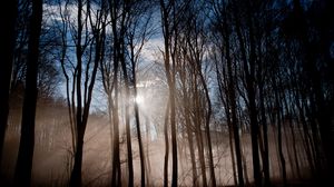 Превью обои лес, солнце, свет, утро, пробуждение, туман, дымка