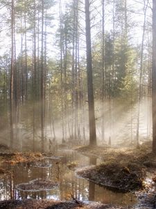 Превью обои лес, солнце, свет, лужи, деревья, весна, половодье