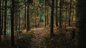 Превью обои лес, сосна, тропинка