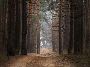 Превью обои лес, сосны, деревья, тропинка, природа, пейзаж