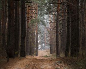 Превью обои лес, сосны, деревья, тропинка, природа, пейзаж