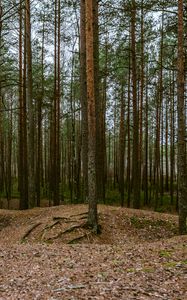 Превью обои лес, сосны, деревья, хвойный, природа