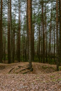 Превью обои лес, сосны, деревья, хвойный, природа