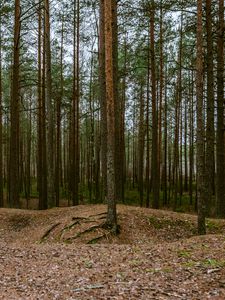 Превью обои лес, сосны, деревья, хвойный, природа