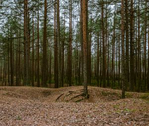 Превью обои лес, сосны, деревья, хвойный, природа