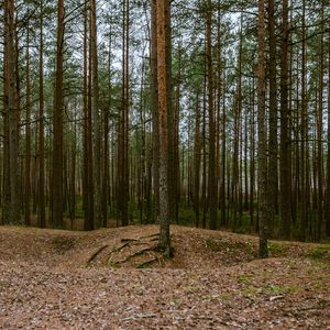 Превью обои лес, сосны, деревья, хвойный, природа