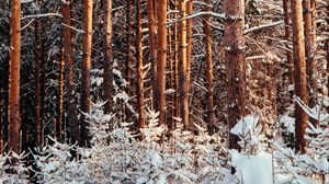 Превью обои лес, сосны, деревья, снег, зима