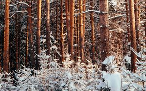 Превью обои лес, сосны, деревья, снег, зима