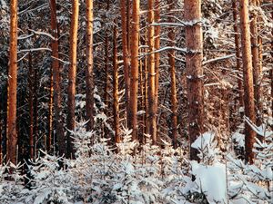 Превью обои лес, сосны, деревья, снег, зима