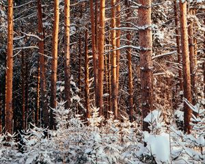 Превью обои лес, сосны, деревья, снег, зима