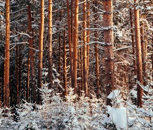 Превью обои лес, сосны, деревья, снег, зима