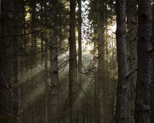 Превью обои лес, сосны, деревья, солнечный свет, лучи