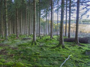 Превью обои лес, сосны, деревья, мох, природа