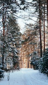 Превью обои лес, сосны, деревья, снег, тропинка, зима