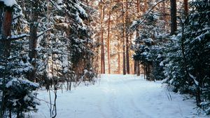 Превью обои лес, сосны, деревья, снег, тропинка, зима