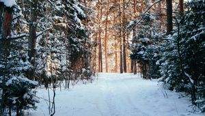 Превью обои лес, сосны, деревья, снег, тропинка, зима