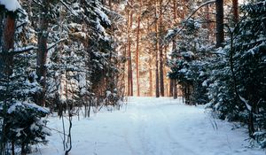 Превью обои лес, сосны, деревья, снег, тропинка, зима