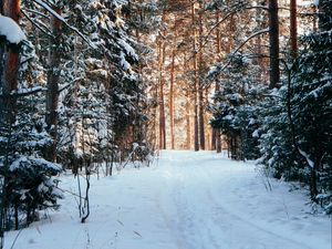 Превью обои лес, сосны, деревья, снег, тропинка, зима