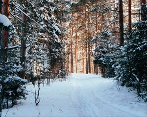 Превью обои лес, сосны, деревья, снег, тропинка, зима