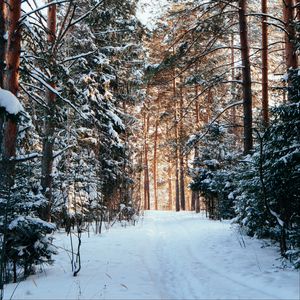 Превью обои лес, сосны, деревья, снег, тропинка, зима