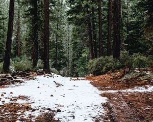 Превью обои лес, сосны, деревья, снег, природа