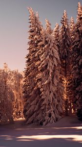 Превью обои лес, сосны, деревья, снег, зима, природа