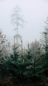 Превью обои лес, сосны, деревья, туман, природа, пейзаж