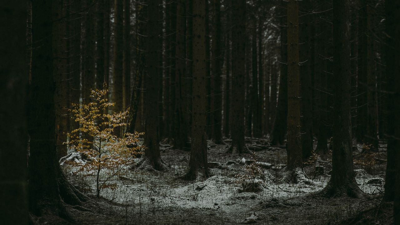 Обои лес, темный, хвойный, деревья, зима картинки на рабочий стол, фото  скачать бесплатно