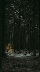Превью обои лес, темный, хвойный, деревья, зима
