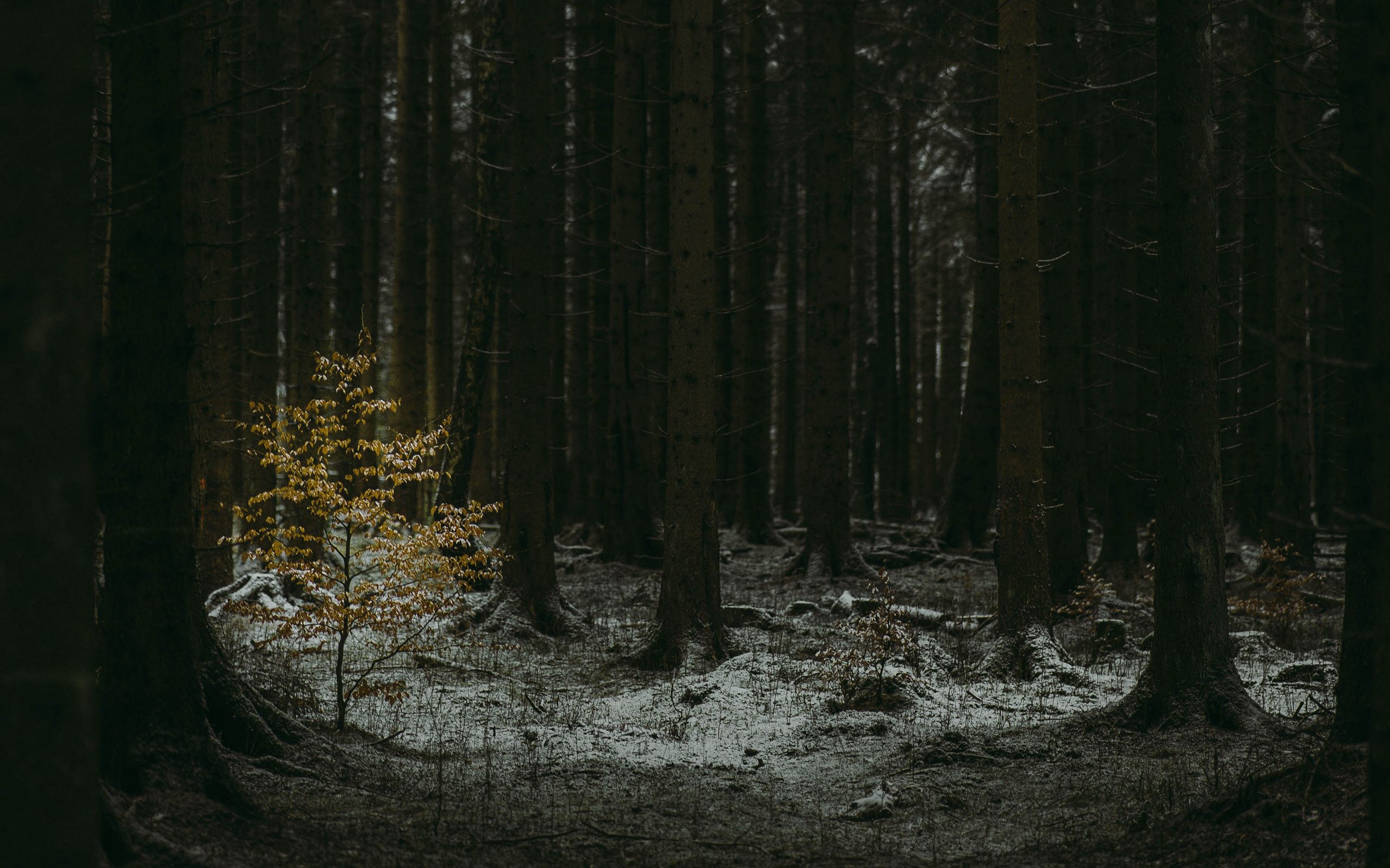 Темный хвойный лес