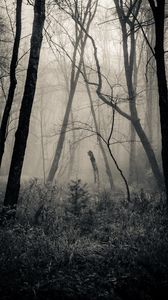 Превью обои лес, трава, чб