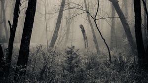 Превью обои лес, трава, чб