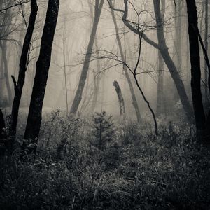 Превью обои лес, трава, чб