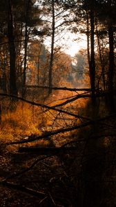 Превью обои лес, трава, деревья, коряги