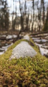 Превью обои лес, трава, мох, снег, весна